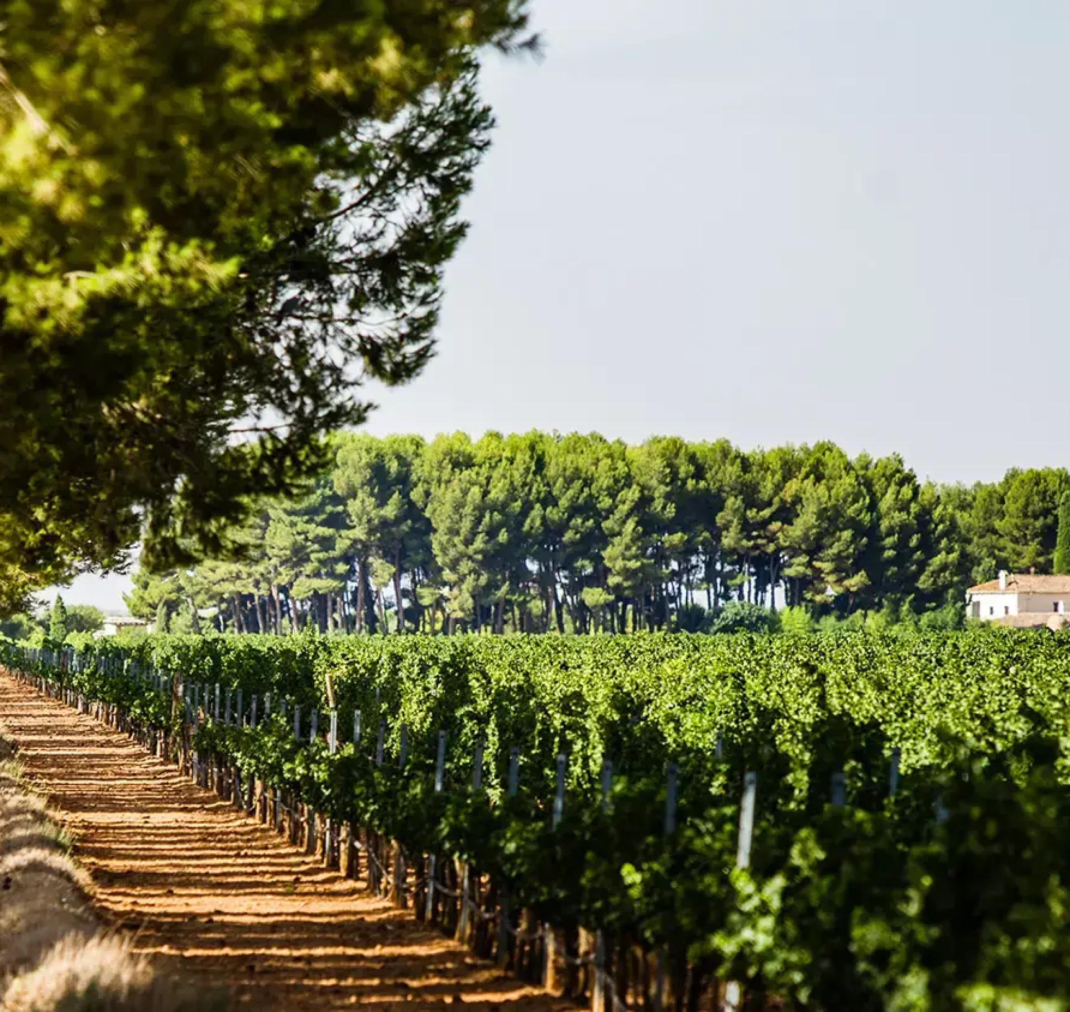 historia-bodegas-lozano-paisaje-vino2 (1)